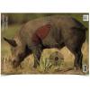 Boar