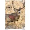 Mule Deer
