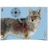 Coyote