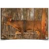 Whitetail Deer